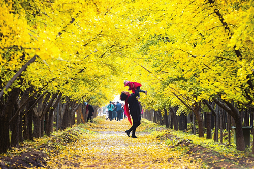Gingko leaves attract visitors to Linyi county