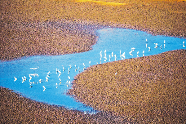 Migrating egrets choose Fenhe River for rest