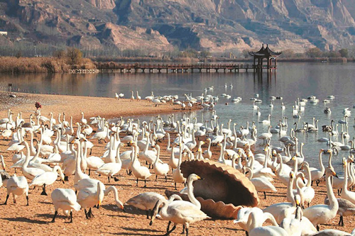 Swans spend winter at Shengtian Lake