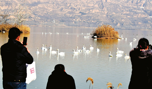 Swans spend winter at Shengtian Lake