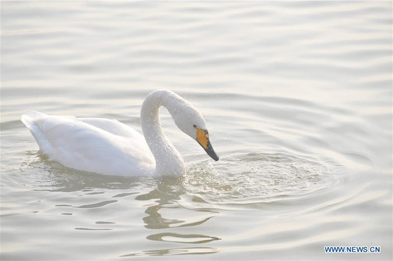 Wild swans migrate to N China's Shanxi from Siberia