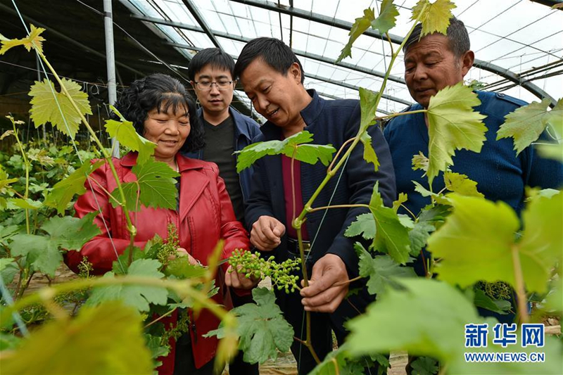 Farmers in rural Shanxi learn about grape management