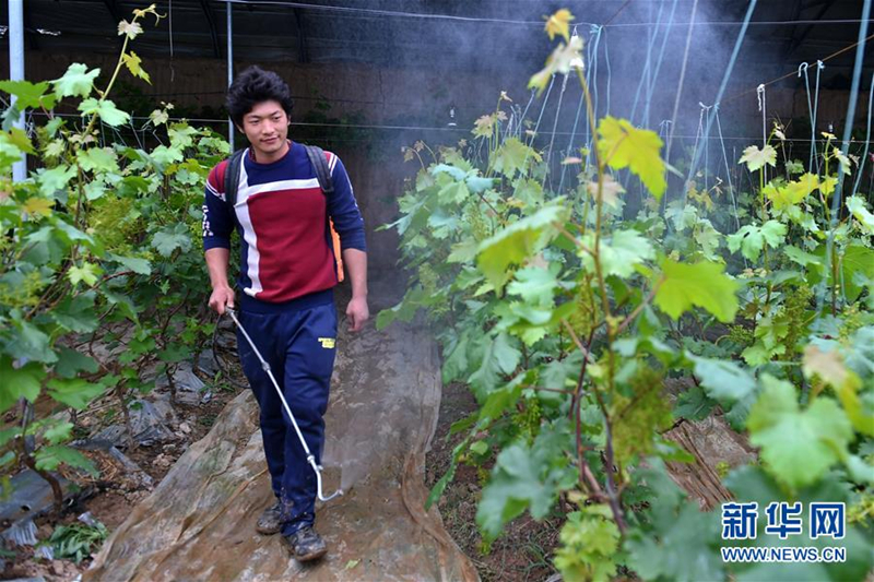 Farmers in rural Shanxi learn about grape management