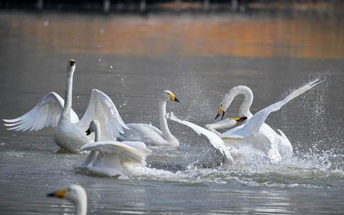 Shanxi swans return to Siberia