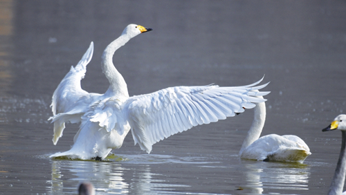 Shanxi swans return to Siberia