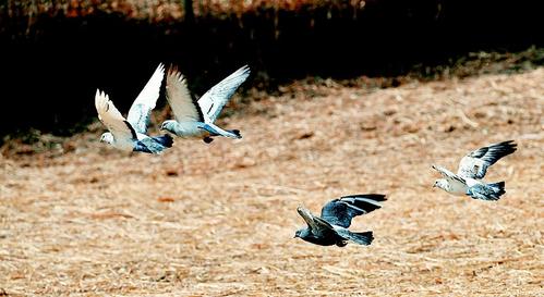 Shanxi scenic area attracts rare birds