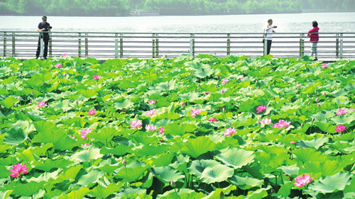 Lotus flowers bloom in Fenhe River