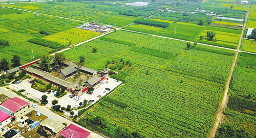 Sunflowers aid rural tourism development in Jinyuan district