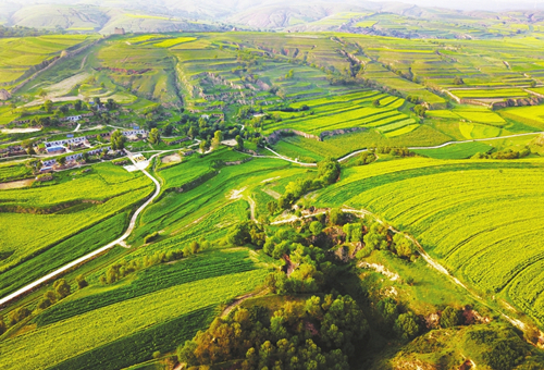 Cole flowers bloom on Great Wall in Shanxi