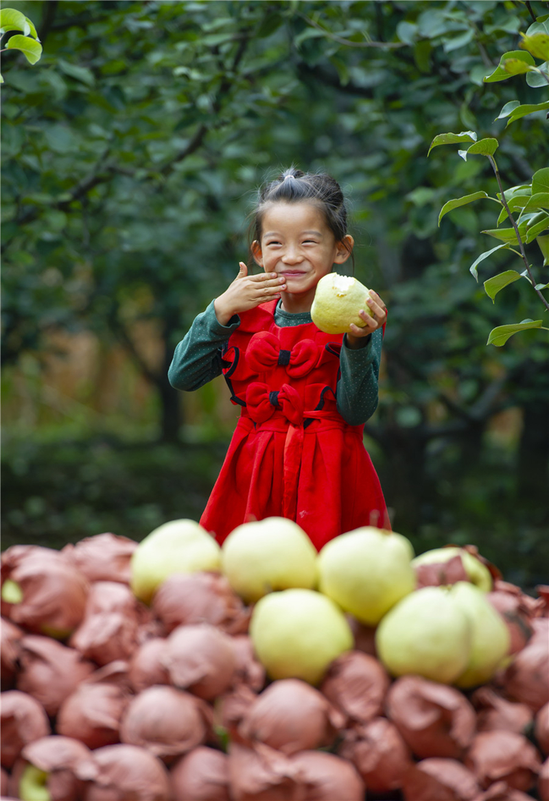 A golden autumn harvest in Shanxi province