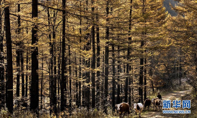 Autumn turns Qinyuan woodlands gold