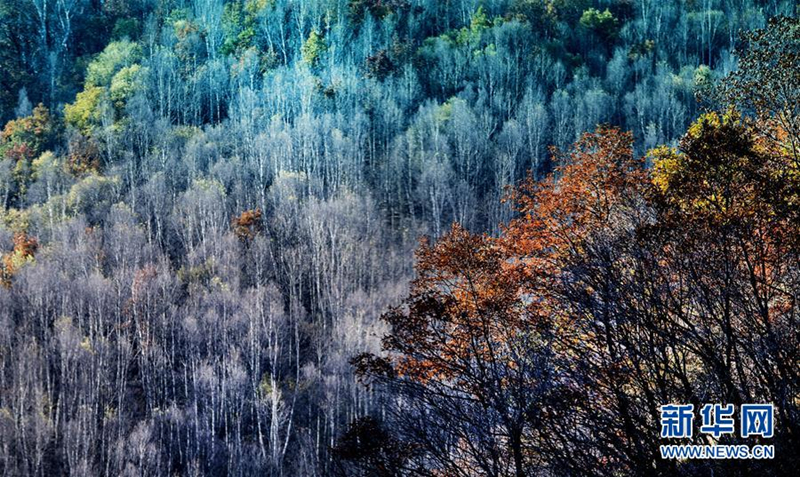 Autumn turns Qinyuan woodlands gold