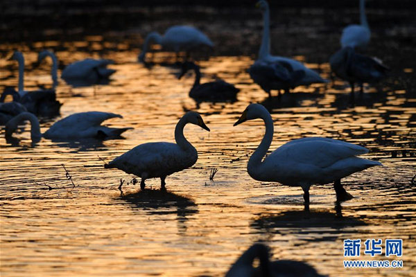 Swans head to Shanxi for winter months