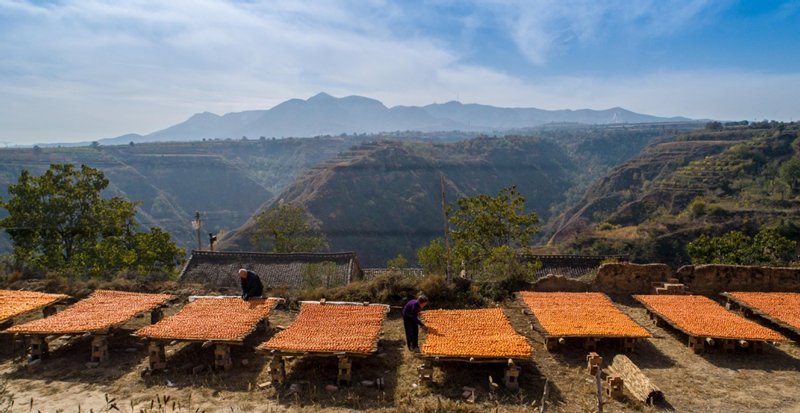Shanxi villagers make dried persimmons in sweet sunshine