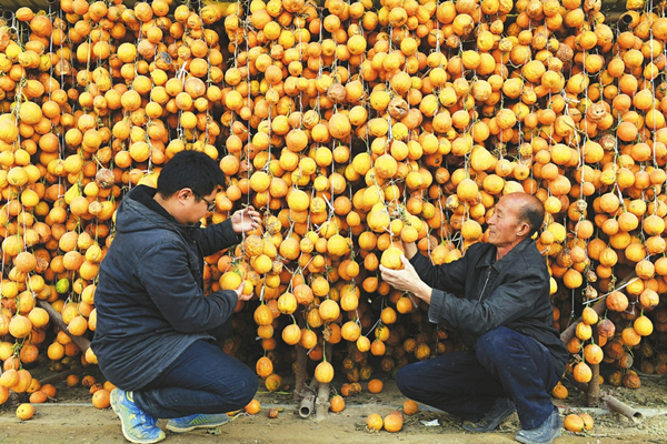 Farmers learn to profit from gualou in Shanxi
