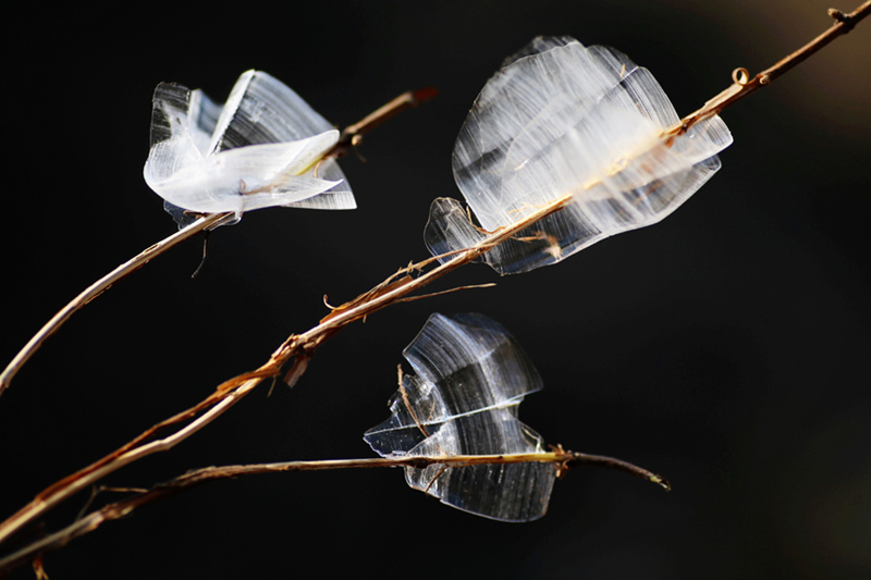Ice shaped like butterflies appears in Shanxi