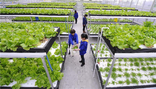 Modern city agricultural science and technology park gets popular