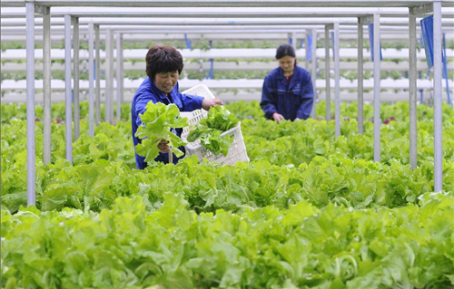 Modern city agricultural science and technology park gets popular