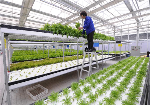 Modern city agricultural science and technology park gets popular