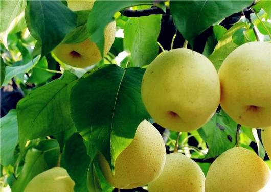 White pear of Mount Tai