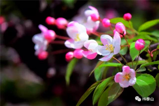 Sea of flowers on Mount Tai