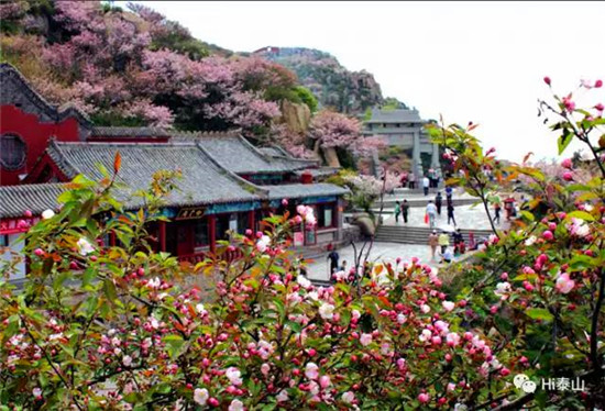 Sea of flowers on Mount Tai