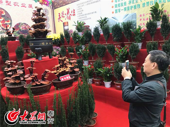 Plants and flowers fair held in Tai'an
