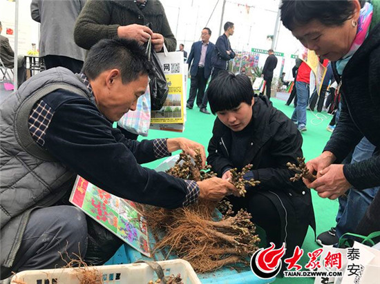 Plants and flowers fair held in Tai'an
