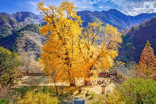 Best places in Tai'an to enjoy beauty of ginkgo trees