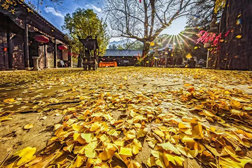 Best places in Tai'an to enjoy beauty of ginkgo trees