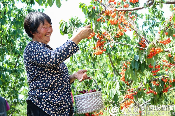 Cherry sales enter peak season in Tai'an