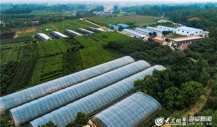 Tai'an village embraces grape harvest