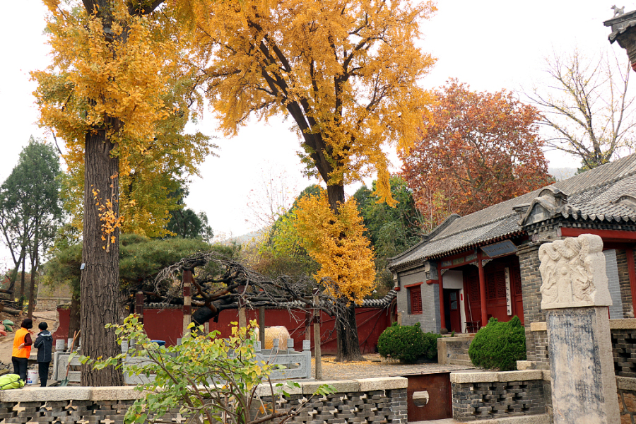 Ginkgo trees bring life to Puzhao Temple