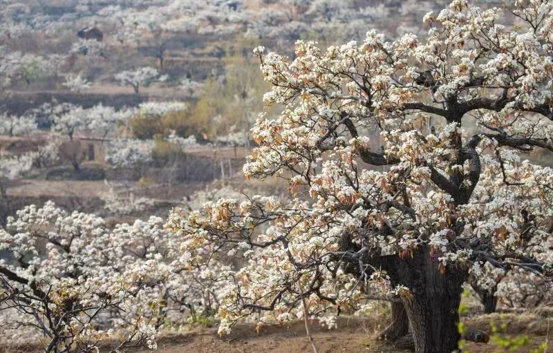 Ancient pear trees bloom in Tai'an