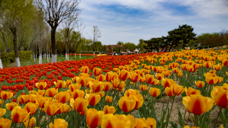 Blooming tulips enchant visitors in Tai'an