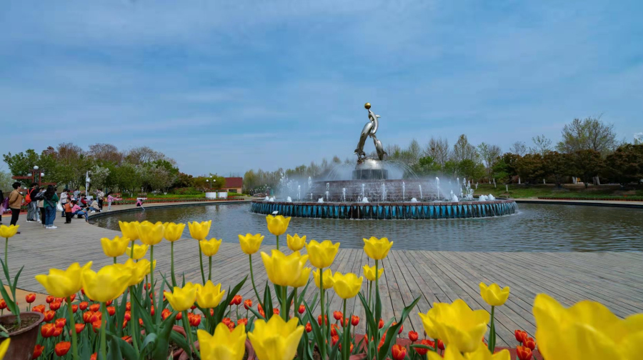 Blooming tulips enchant visitors in Tai'an