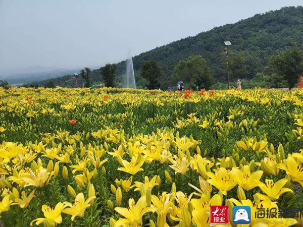 Lily flower festival kicks off in Tai'an