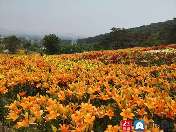 Lily flower festival kicks off in Tai'an