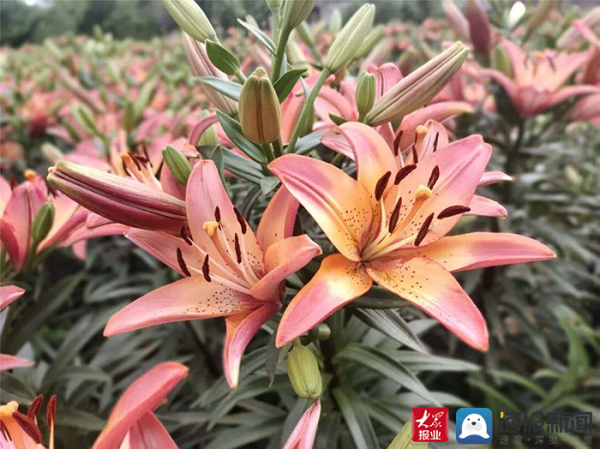 Lily flower festival kicks off in Tai'an