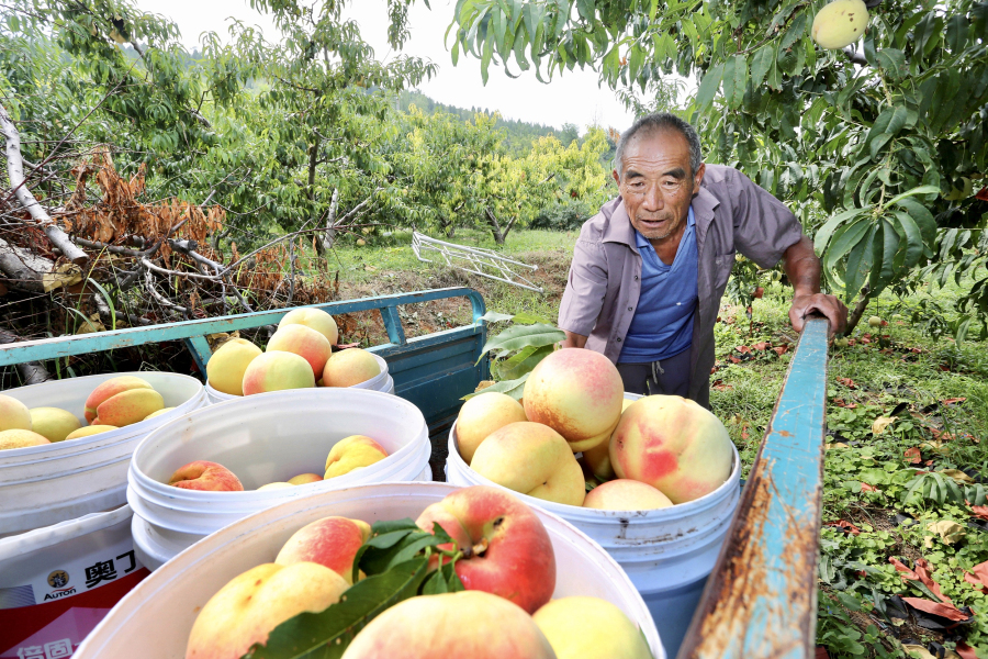 Feicheng enters peach-picking season