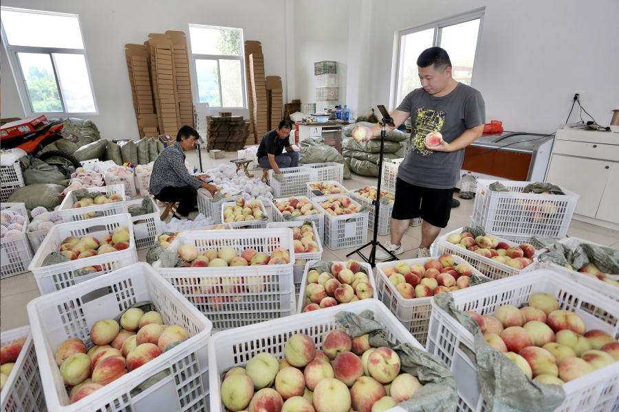 Feicheng enters peach-picking season