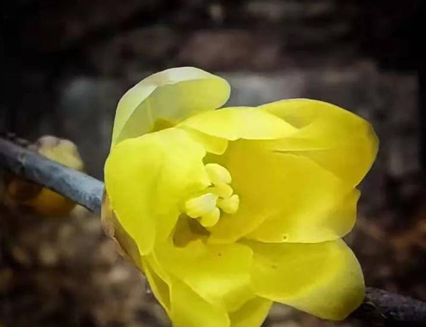 In pics: Mount Tai embraces blooming wintersweets