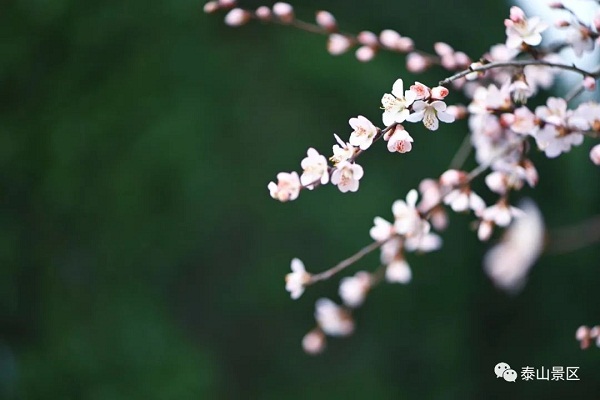 Plum, peach blossoms adorn Mount Tai