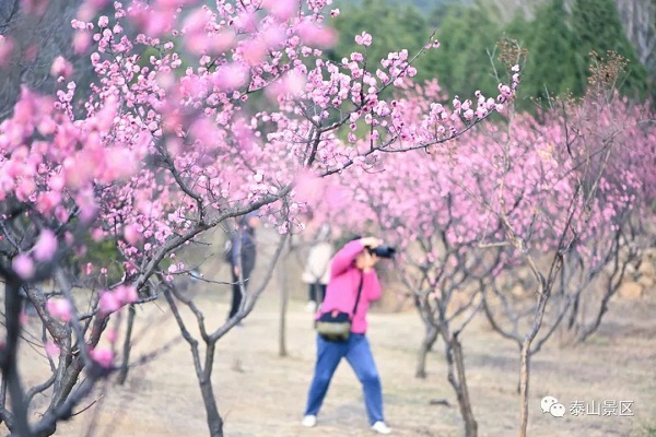 Plum, peach blossoms adorn Mount Tai