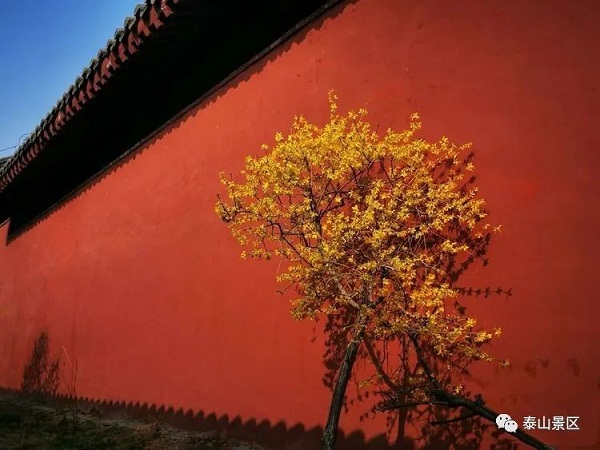 Blossoms embellish Dai Temple in spring