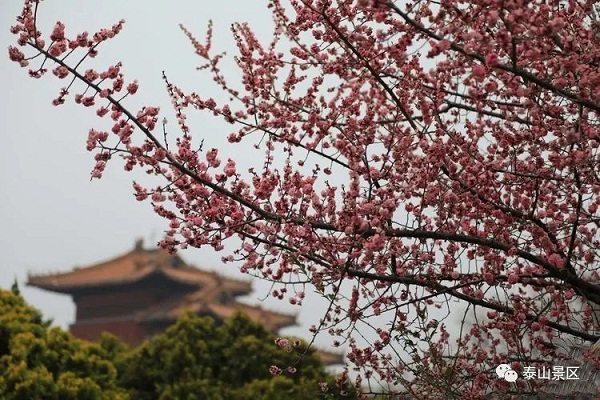 Blossoms embellish Dai Temple in spring