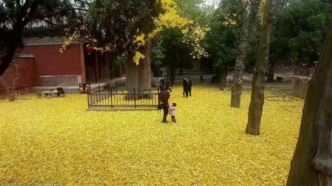 Seize the last golden yellow in early winter at Mount Tai