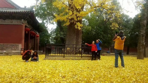 Seize the last golden yellow in early winter at Mount Tai