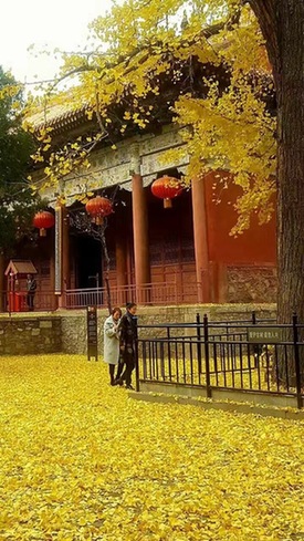 Seize the last golden yellow in early winter at Mount Tai