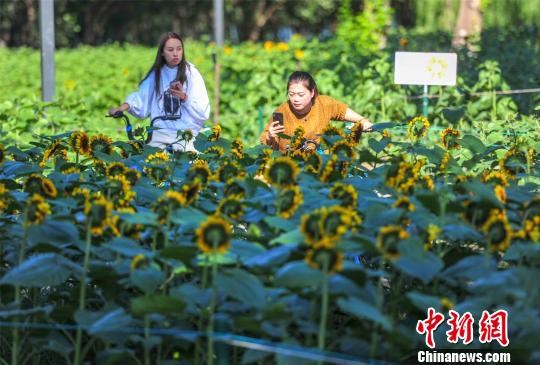 Sunflowers bloom in Shenyang